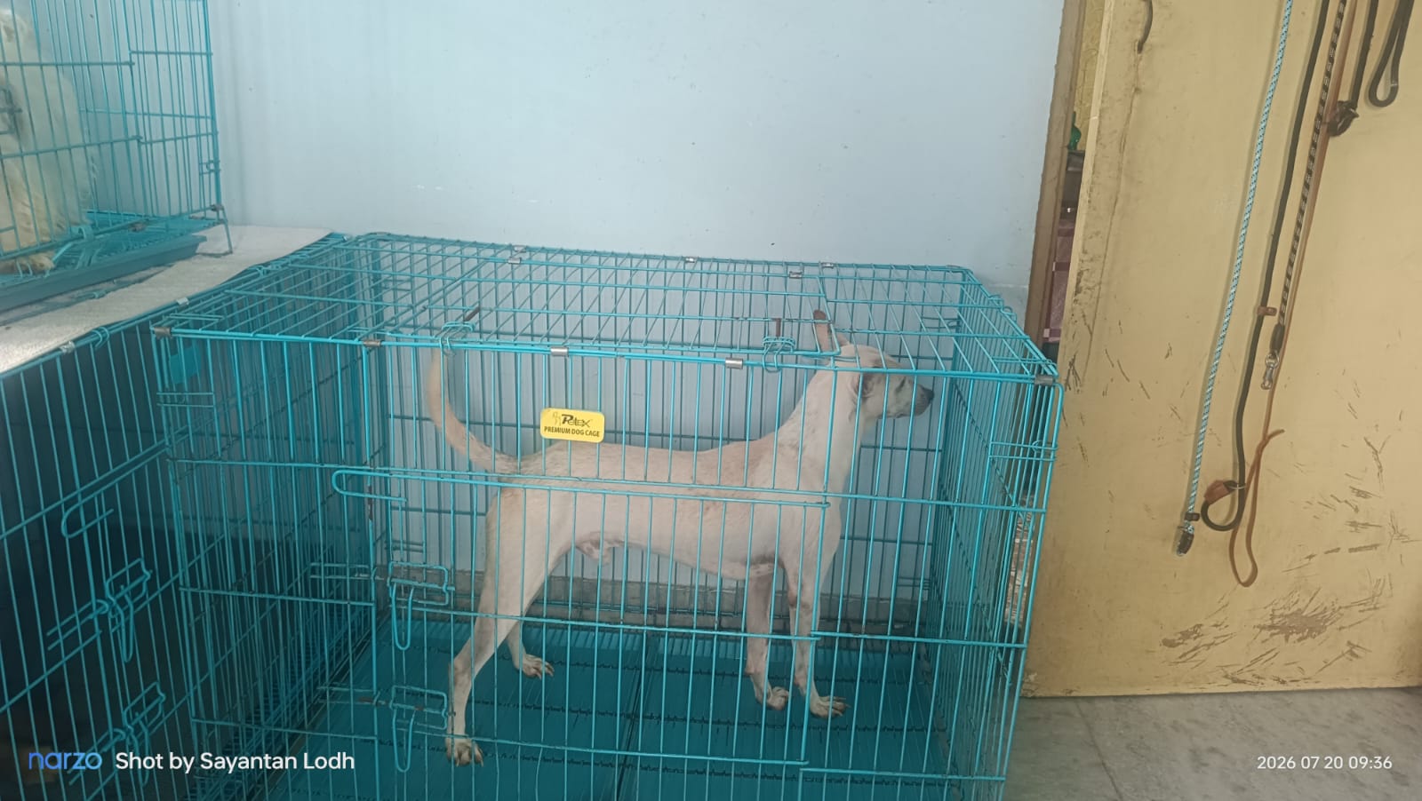 Wire Crate